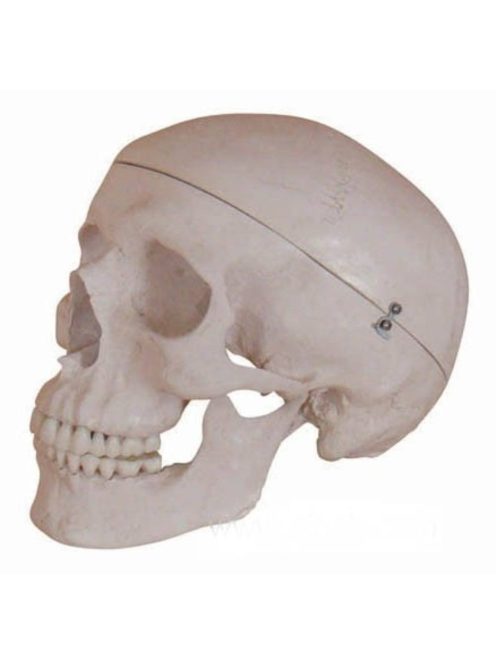 Anatómiai koponya életnagyságban
