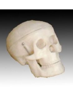 Anatómiai Kisméretű koponya