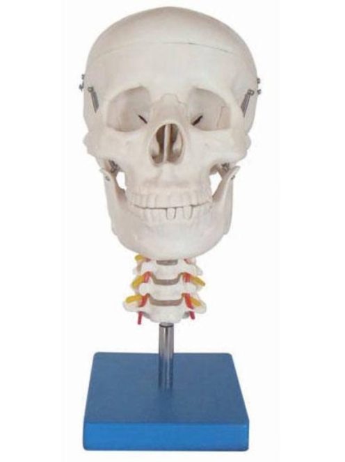 Anatómiai koponya nyaki gerinccel életnagyságban