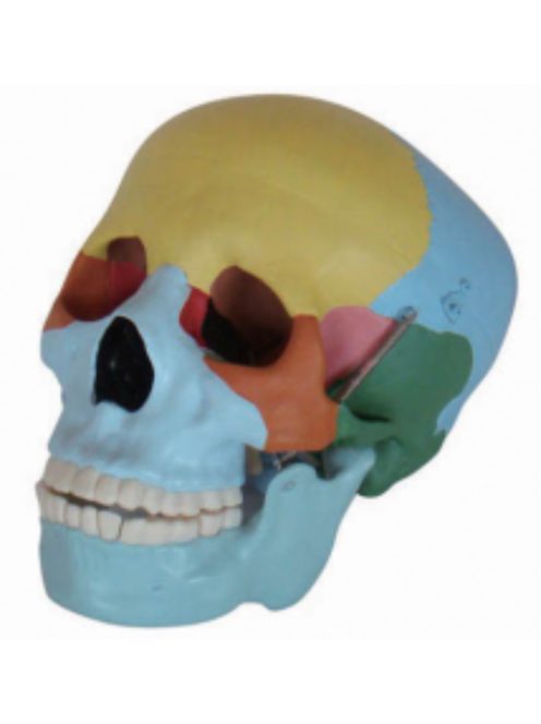 Anatómiai koponya életnagyságban, színes csontokkal