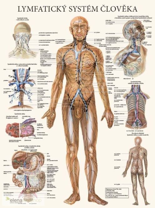 Nyirokrendszer plakát (cseh) Lymfatický systém člověka