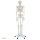 Anatomiczny model szkieletu naturalnej wielkości - 180 cm