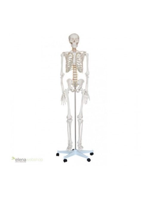 Életnagyságú anatómiai csontváz modell - 180 cm