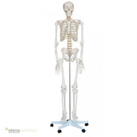 Anatomiczny model szkieletu naturalnej wielkości - 180 cm