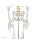Életnagyságú anatómiai csontváz modell - 180 cm