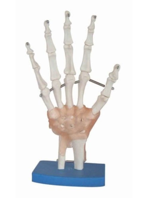 Anatómiai kézízület modell ínszalagokkal, életnagyságban