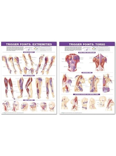 Plakátsorozat - Az emberi test trigger pontjai