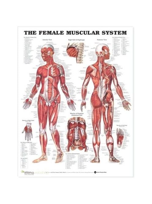 Izomrendszer plakát (női)