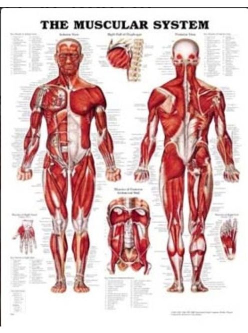Izomrendszer plakát (férfi)