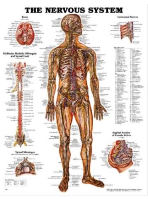Az ember idegrendszere plakát