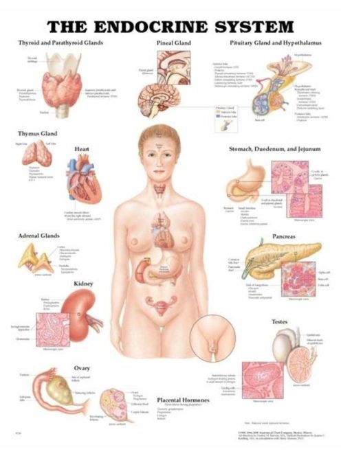 Az ember endokrin rendszere plakát - 50,8*66 cm