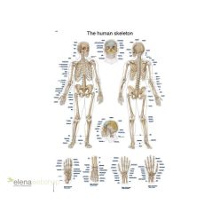 Erler Zimmer - Az ember csontvázrendszere plakát