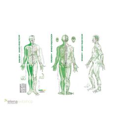 Akupunktúrás térkép szett (3 db 35*75 cm plakát)