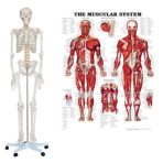 Anatomy Posters, Models